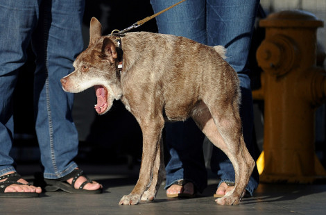 В Штатах завершился конкурс самых некрасивых собак