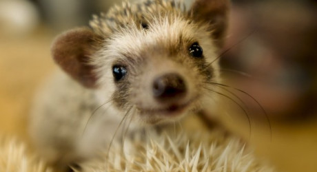 Harry – кафе с ежами в Японии