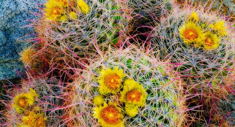 Цветущая пустыня в парке "Anza-Borrego Desert State Park"