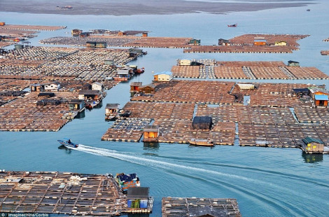 Огромные плавучие рыбные фермы Китая