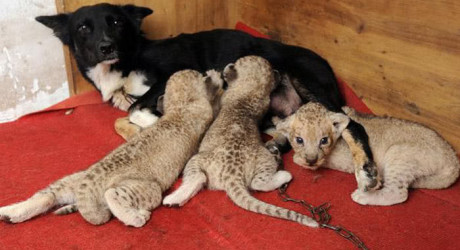 Альтруизм - как животные спасают других животных