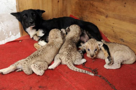 Альтруизм - как животные спасают других животных