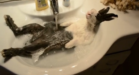 Забавный принимающий ванну кролик Клуди (видео)