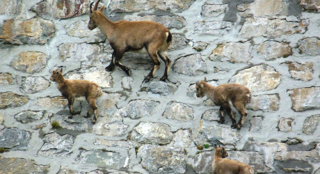 Козлы и козы зависают на дамбе «Diga del Cingino» в Италии