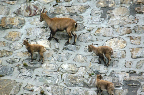 Козлы и козы зависают на дамбе «Diga del Cingino» в Италии