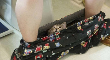 Животные, которые не умеют играть в прятки