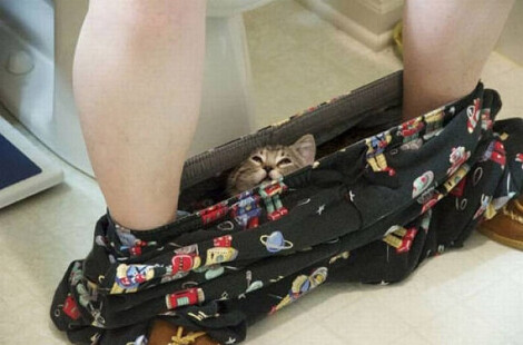 Животные, которые не умеют играть в прятки