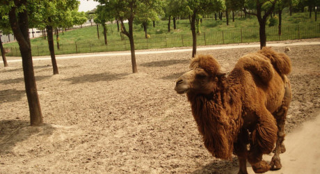 На сафари в Шанхай