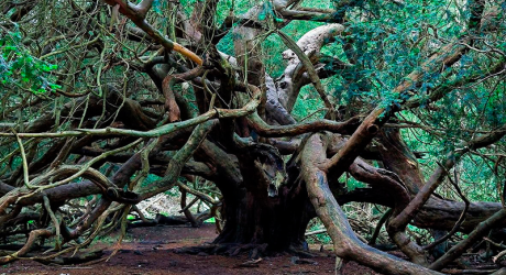 Древний тисовый лес в заповеднике Kingley Vale