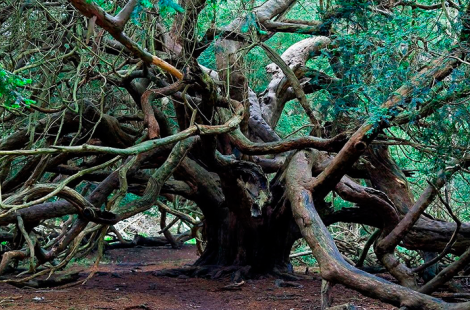 Древний тисовый лес в заповеднике Kingley Vale