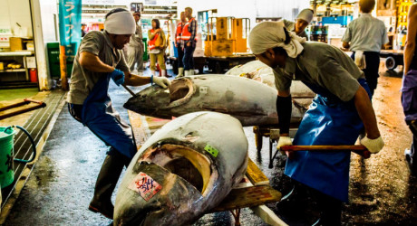 Цукидзи – крупнейший рыбный рынок мира