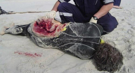 Учёные разработали доску и костюм для сёрферов, отпугивающие акул