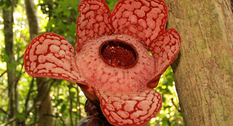 Раффлезия - самоцвет среди джунглей