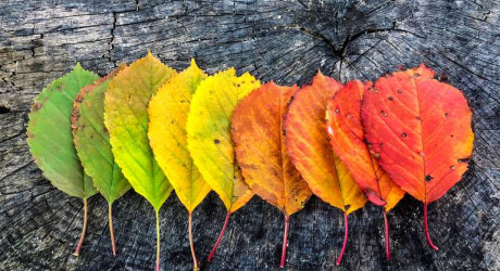 Почему осенью листья меняют цвет: желтеют и краснеют?