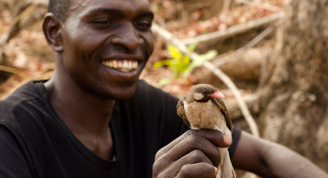 Охота за мёдом с птицей мёдоуказчиком – уникальные отношения людей и птиц в Северной Африке