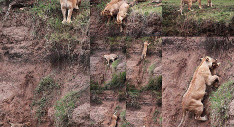 Мать не оставит в беде ребёнка