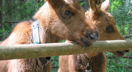 Костромская лосиная ферма