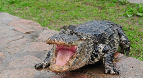 Аллигатор запрыгнул в лодку к туристам