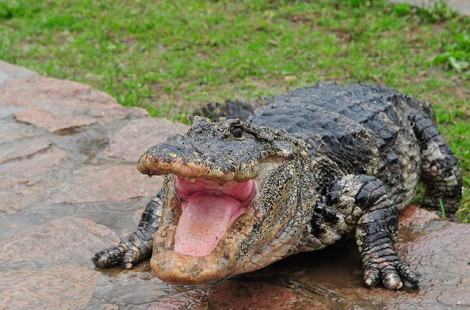 Аллигатор запрыгнул в лодку к туристам