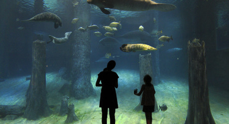 Парк "Речное Сафари" в Сингапуре