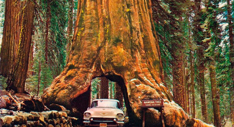 Уникальные тоннели через гигантские секвойи в Америке