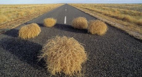 Тысячи перекати-поле пронеслись по штату Монтана на огромной скорости