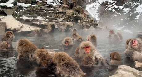 Макаки наслаждаются спа-процедурами в «Адской долине»