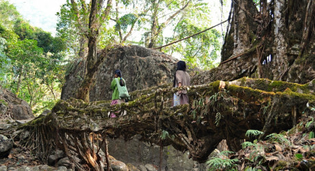 Живые мосты Черапунджи