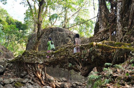 Живые мосты Черапунджи