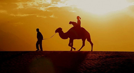 Оскар — самый знаменитый пёс путешественник в мире