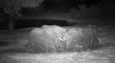 Самые интересные веб-камеры мира