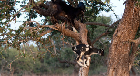 Козы на деревьях в Марокко