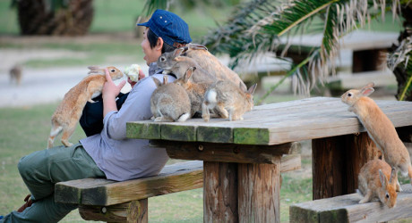 Окуносима – удивительный остров кроликов в Японии