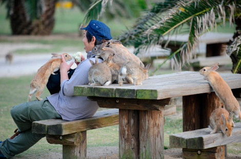 Окуносима – удивительный остров кроликов в Японии