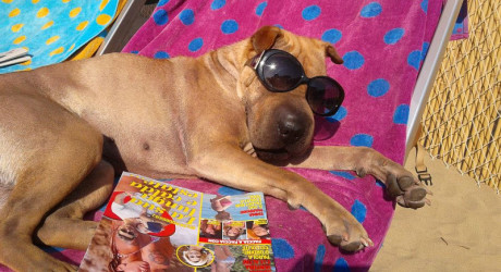 В Италии открылся пляж для собак (фото и видео)