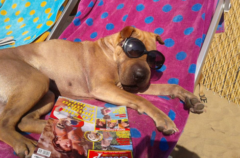 В Италии открылся пляж для собак (фото и видео)