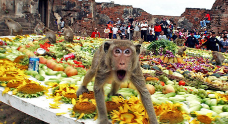 Monkey Buffet Festival - пир для обезьян