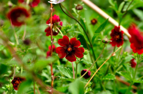 Фотопутешествие по долине цветов (Индия)