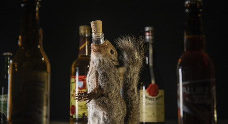 Шведский музей отвратительной еды показал необычный алкоголь