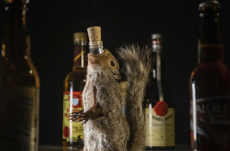 Шведский музей отвратительной еды показал необычный алкоголь