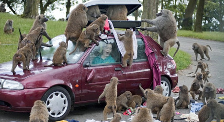 Бабуины потрепали машину с туристами в Knowsley Safari Park (Англия)