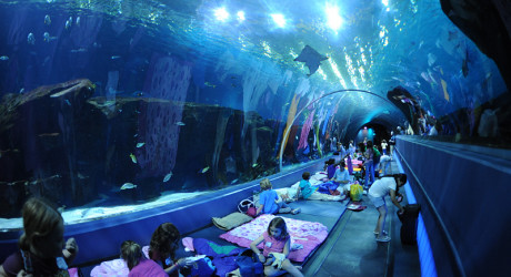 Самый интересный и самый большой аквариум в США