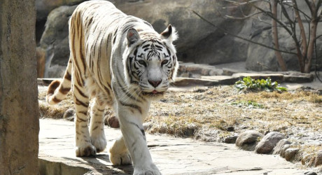 Тигр-шутник напугал посетительницу зоопарка