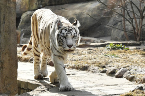 Тигр-шутник напугал посетительницу зоопарка