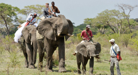 Свадьба на слонах. Фоторепортаж из Зимбабве