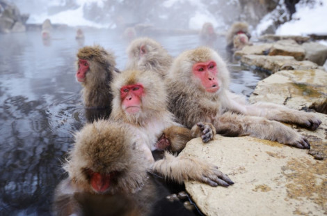 Медитирующие обезьянки принимают горячие ванны