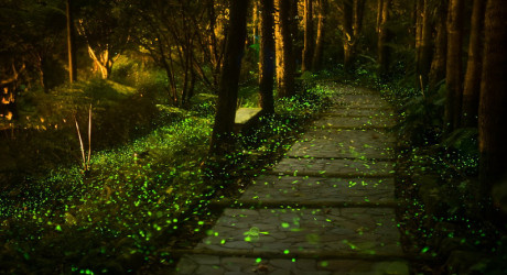 Туда, где мерцают светлячки