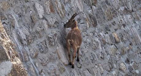 Козы-верхолазы – достопримечательность или мошенничество?