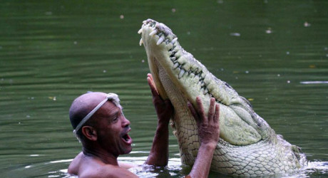 Необычная дружба животных (фото и видео)