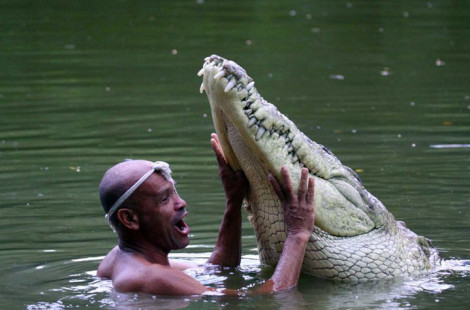 Необычная дружба животных (фото и видео)